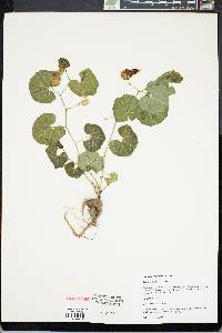 Aristolochia fimbriata image