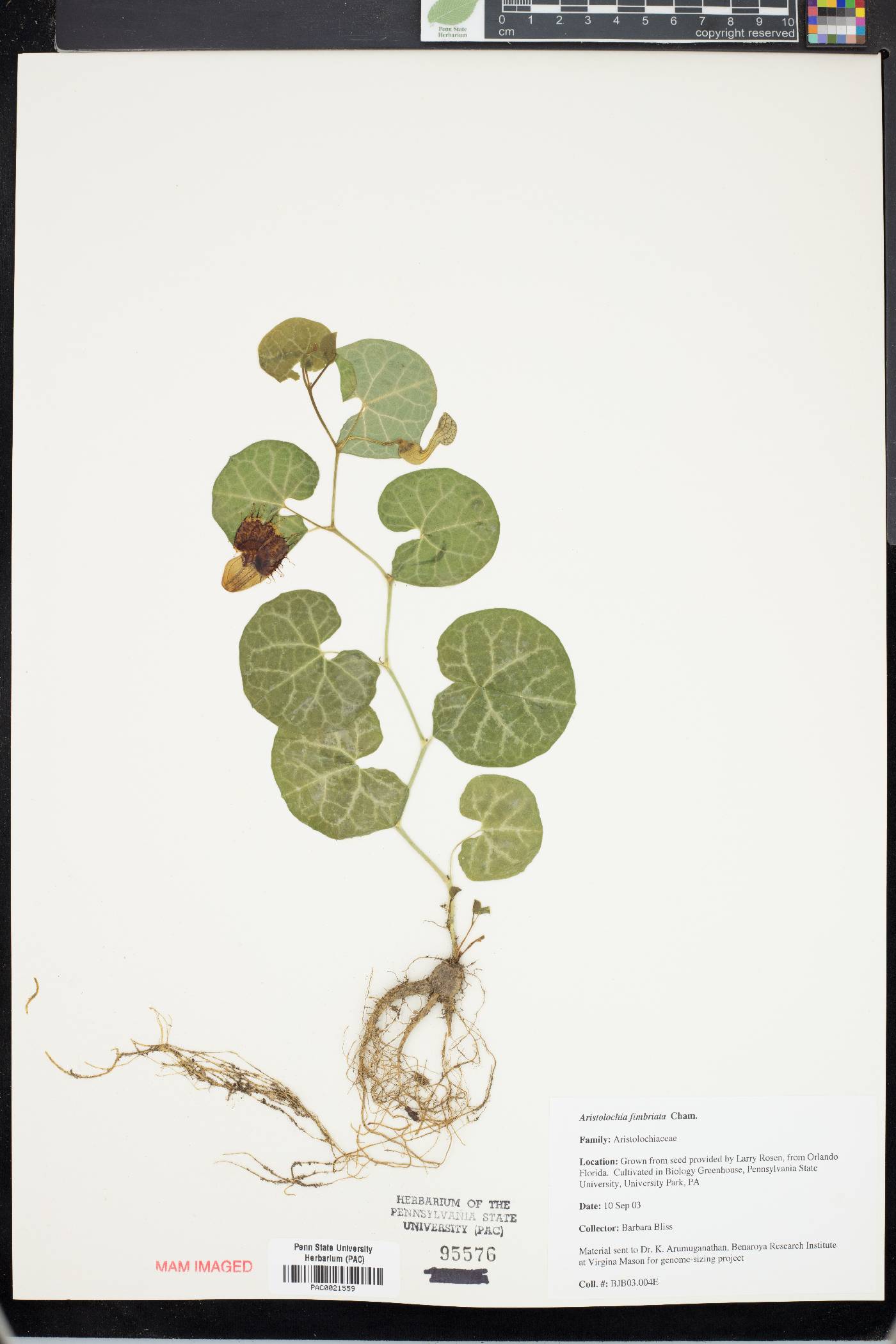 Aristolochia fimbriata image