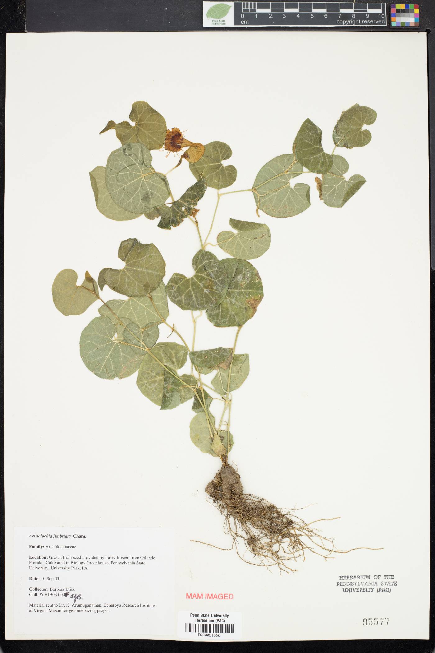 Aristolochia fimbriata image