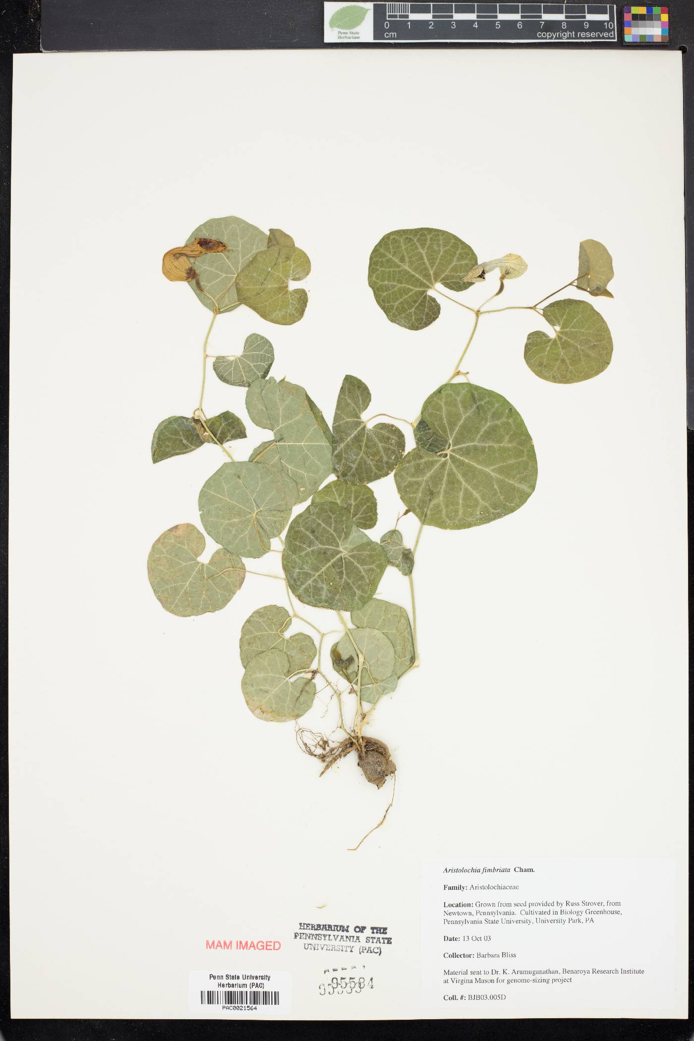 Aristolochia fimbriata image