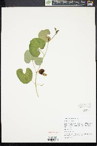 Aristolochia fimbriata image