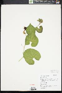 Aristolochia fimbriata image