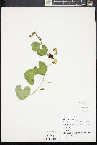 Aristolochia fimbriata image