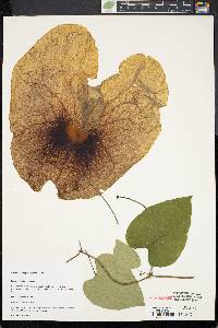 Aristolochia gigantea image