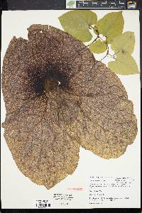 Aristolochia gigantea image