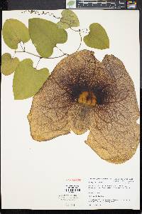 Aristolochia gigantea image