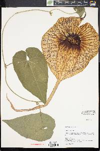 Aristolochia grandiflora image