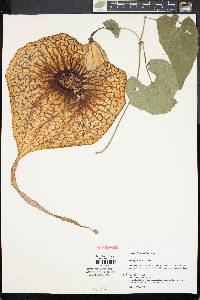 Aristolochia grandiflora image