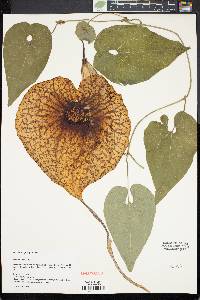 Aristolochia grandiflora image