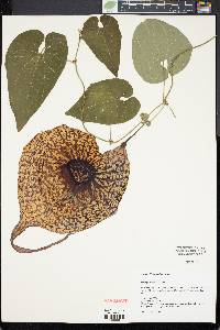 Aristolochia grandiflora image