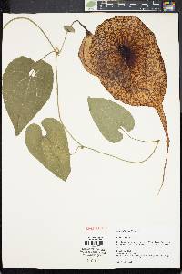 Aristolochia grandiflora image