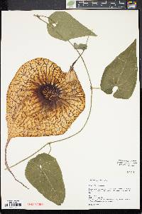 Aristolochia grandiflora image