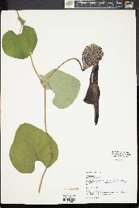 Image of Aristolochia labiata