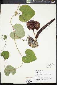 Aristolochia labiata image