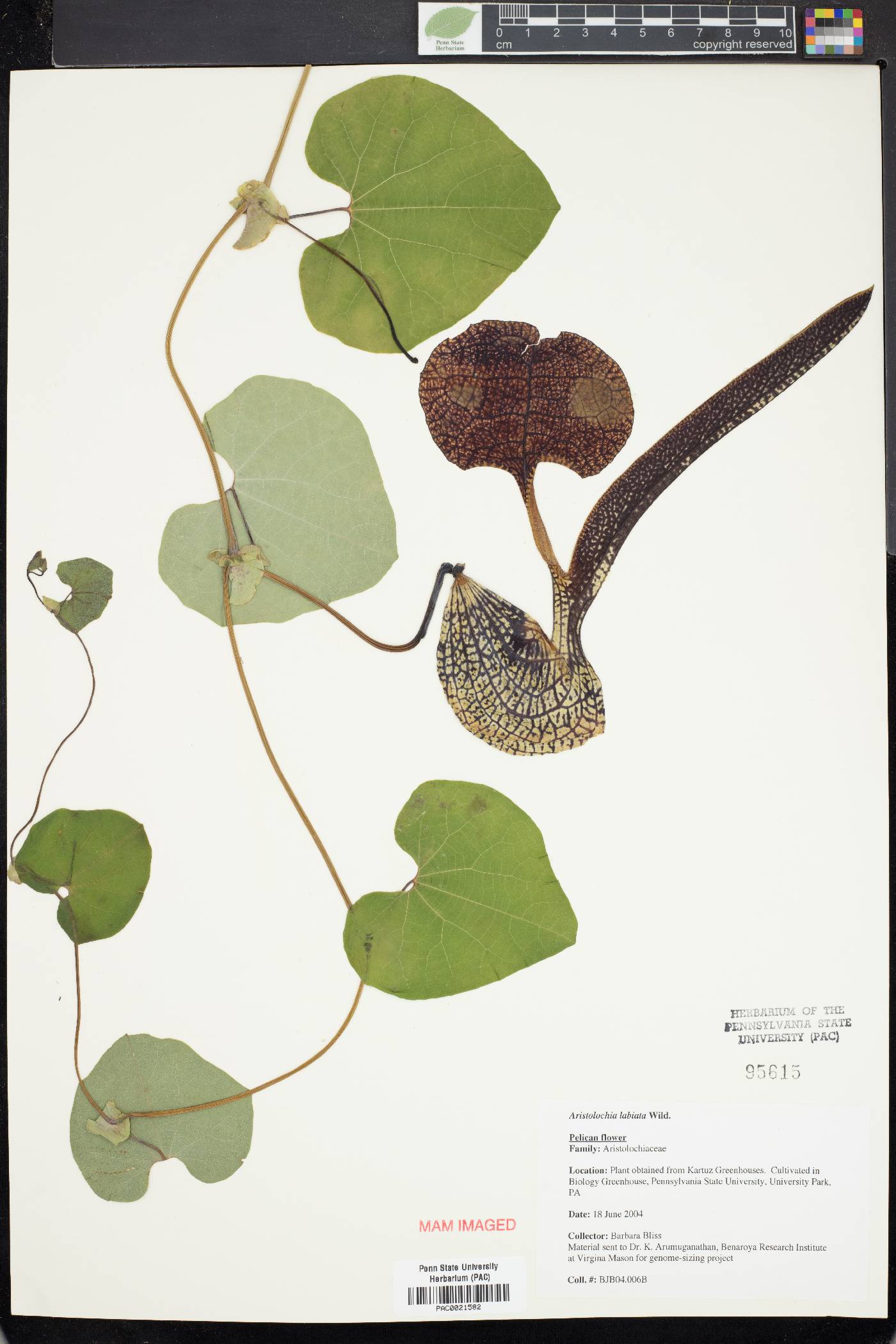 Aristolochia labiata image