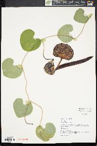 Aristolochia labiata image