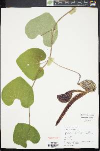 Aristolochia labiata image