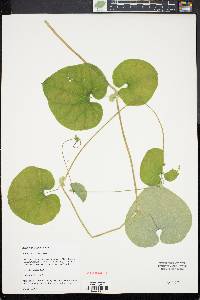 Aristolochia ringens image