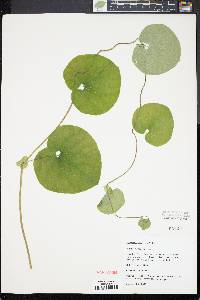 Aristolochia ringens image