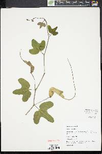 Aristolochia trilobata image