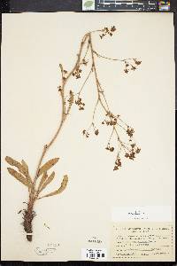 Eriogonum alatum image