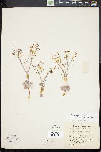 Eriogonum deflexum image