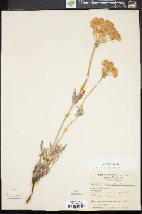 Eriogonum heracleoides image