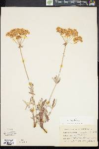 Eriogonum heracleoides image