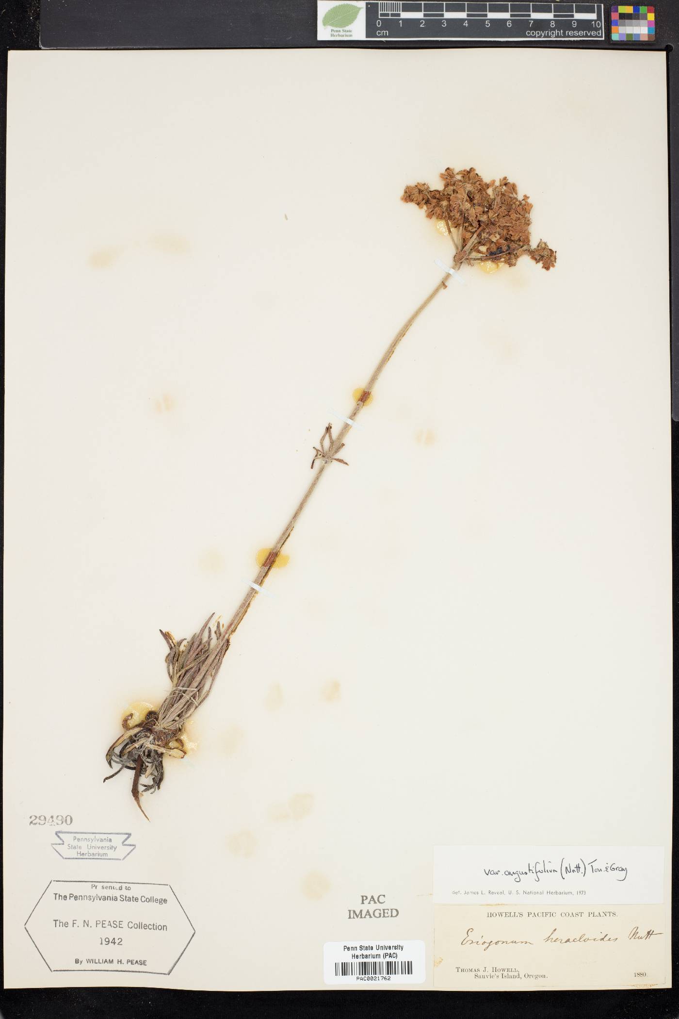 Eriogonum angustifolium image