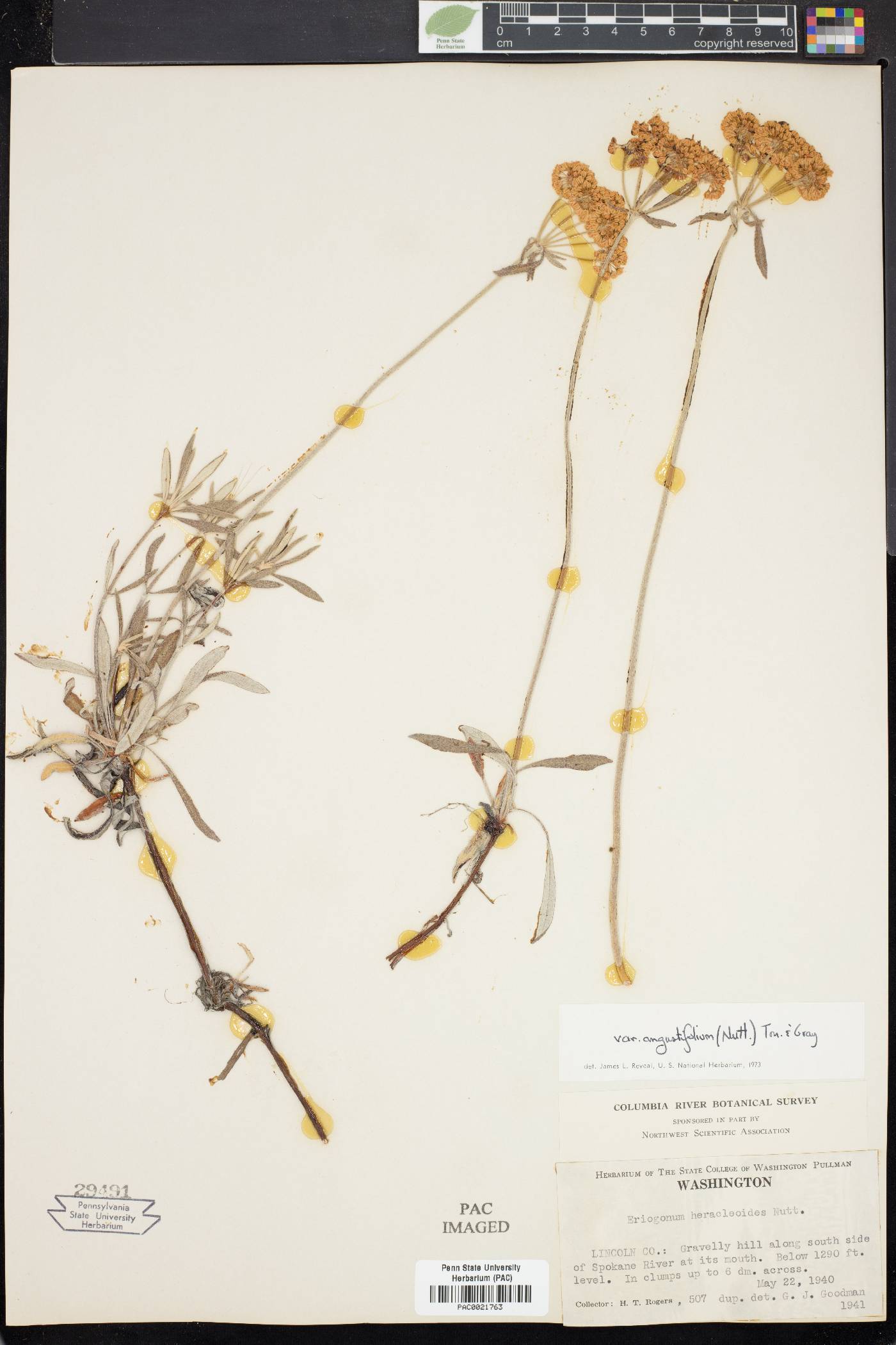 Eriogonum angustifolium image