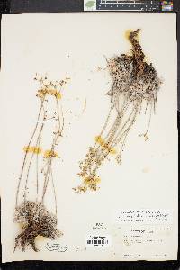 Eriogonum strictum image