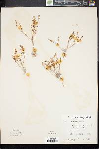 Eriogonum vimineum image