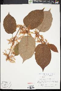 Reynoutria japonica image