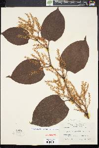 Reynoutria japonica image