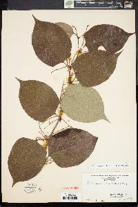 Reynoutria japonica image