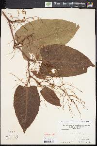 Fallopia sachalinensis image