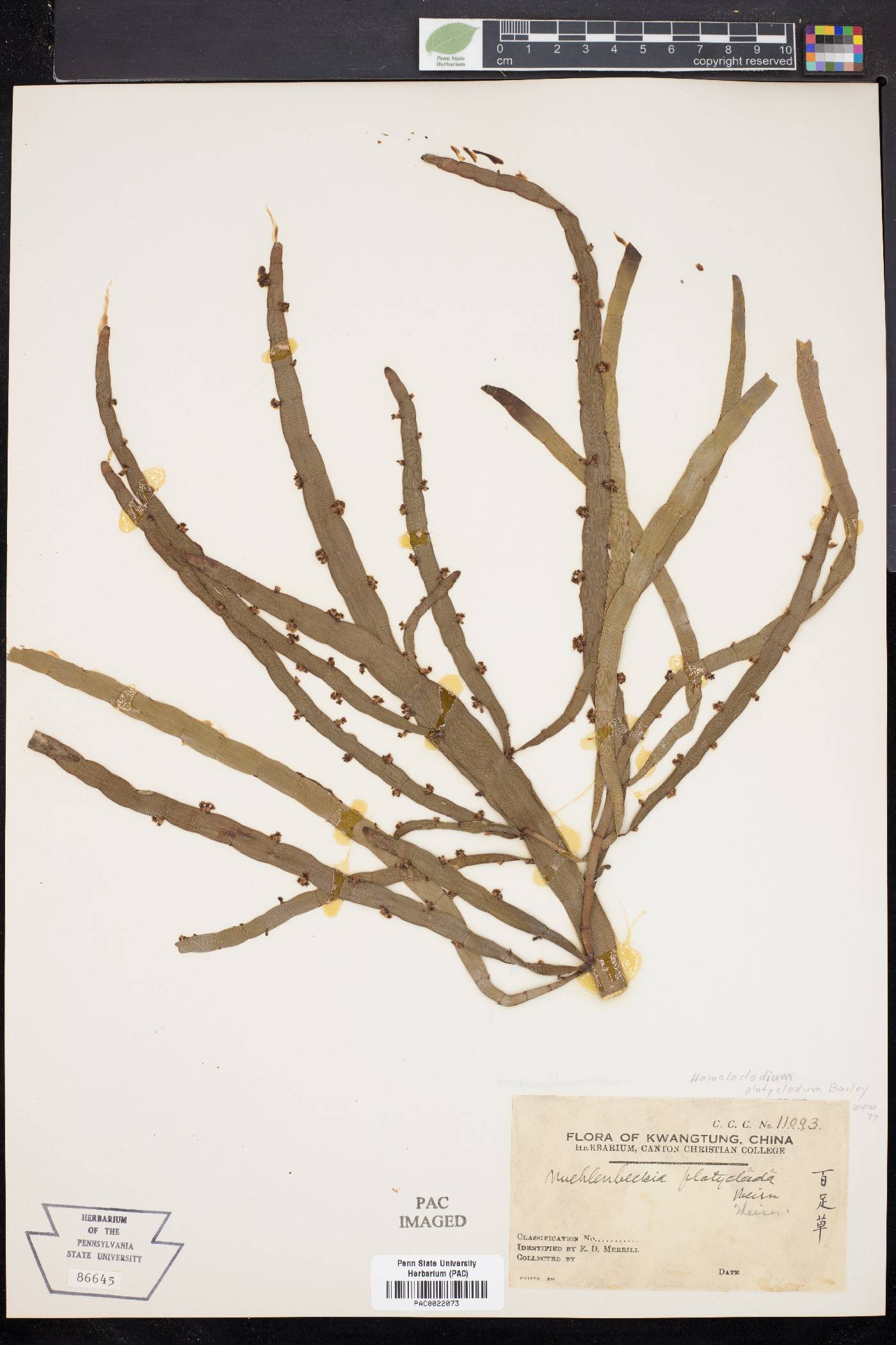 Homalocladium platycladum image