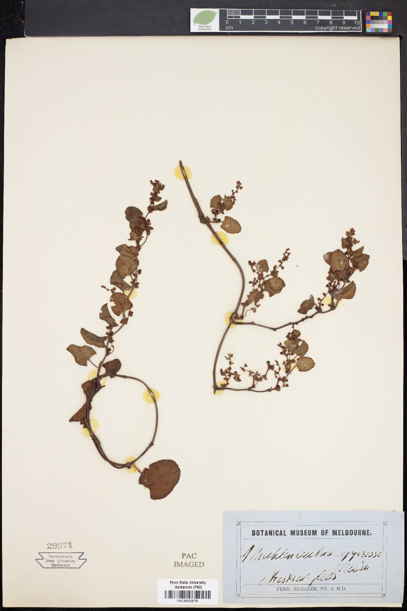Muehlenbeckia adpressa image