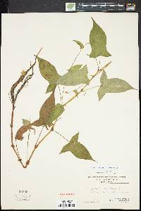 Persicaria arifolia image