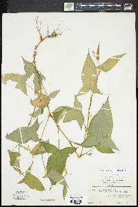 Persicaria arifolia image