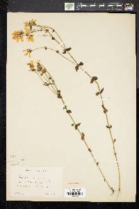 Sabatia angularis image