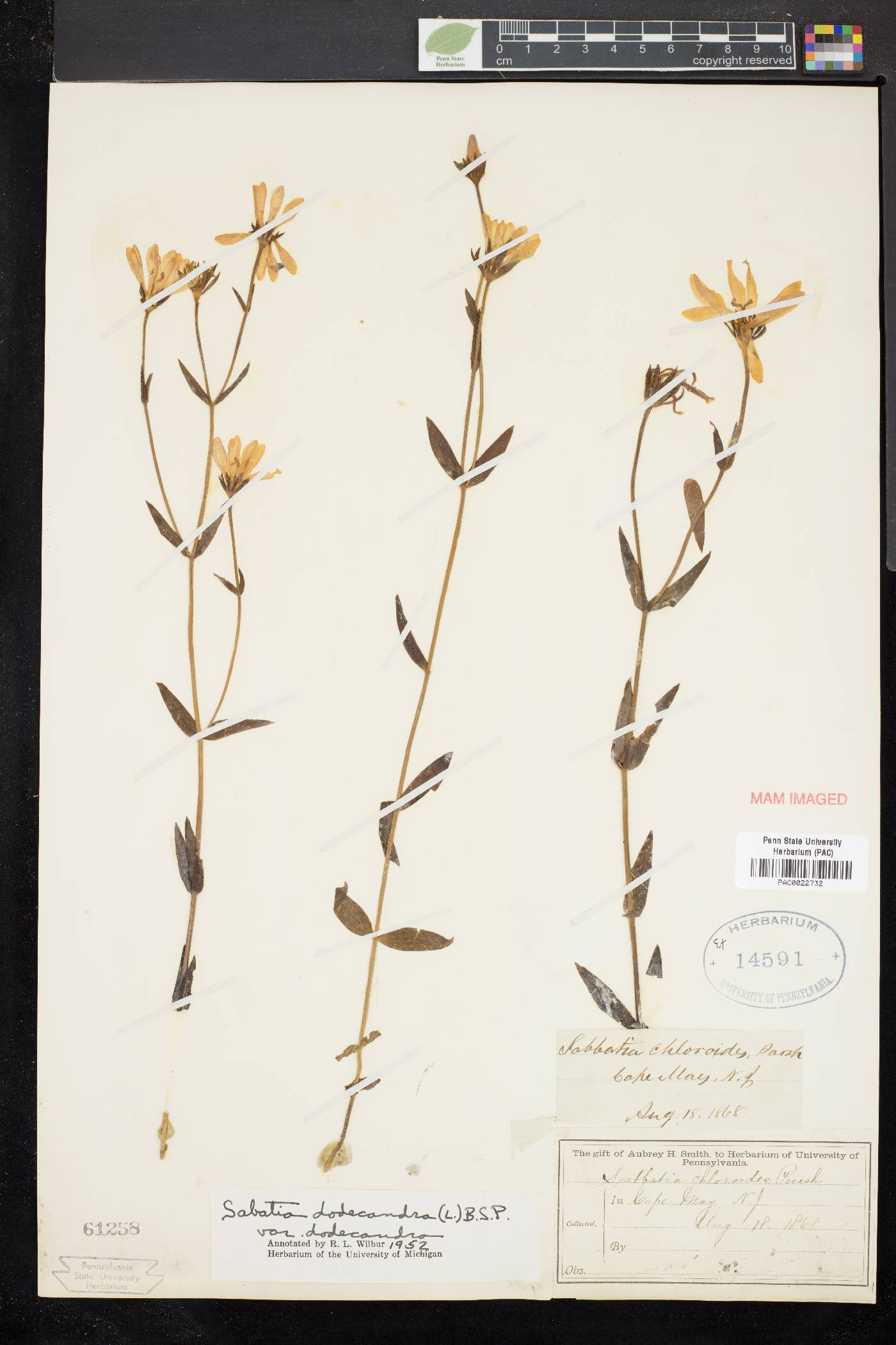 Sabatia dodecandra image