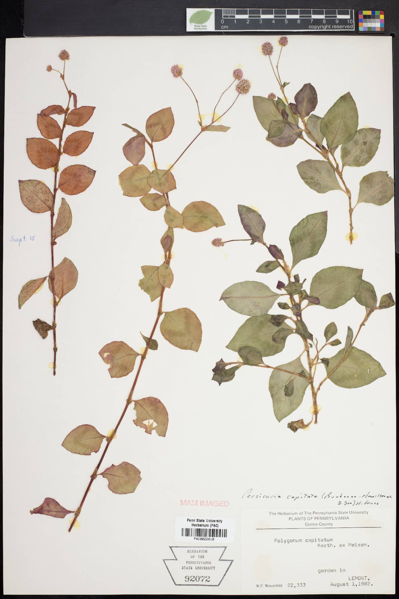 Persicaria capitata image