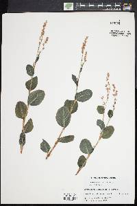 Image of Persicaria tinctoria