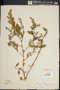 Polygonum erectum image