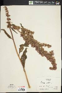 Rumex patientia image