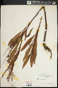 Rumex verticillatus image