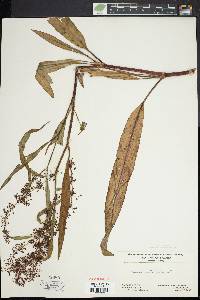 Rumex verticillatus image