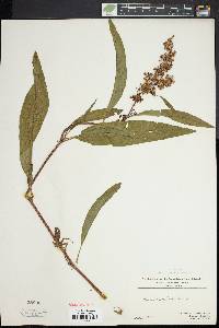 Rumex verticillatus image