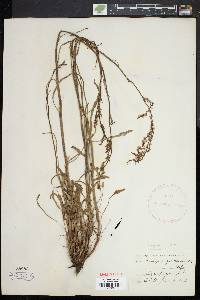 Rumex hastatulus image